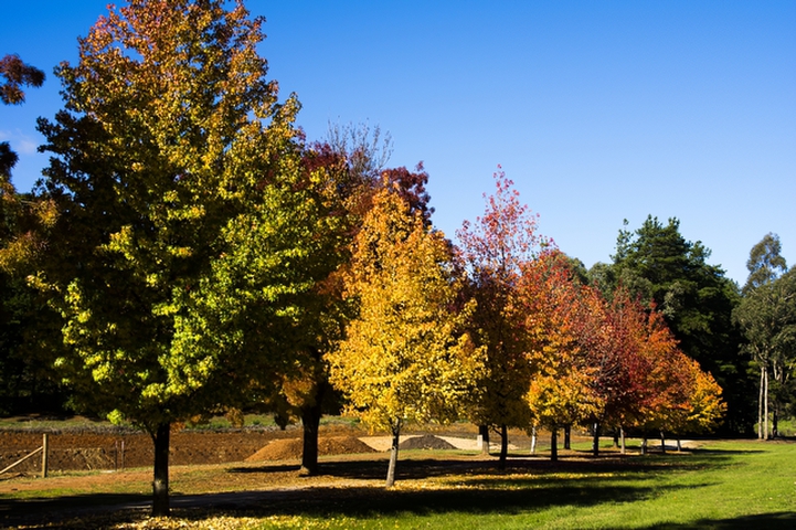 Avenue of TreesPhotography by David Willis
